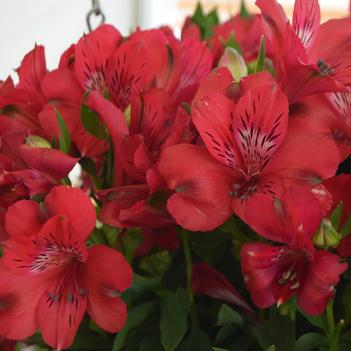 Alstroemeria Inticancha® 'Victorian'