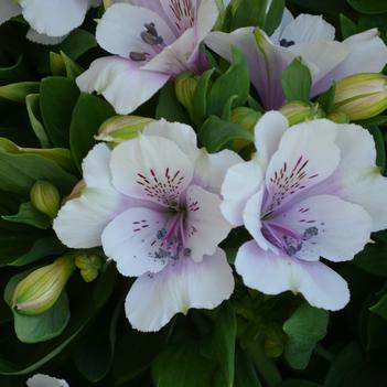 Alstroemeria Inticancha® 'Moonlight'