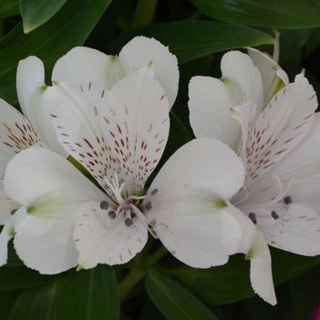 Alstroemeria Inticancha® 'Classic White'