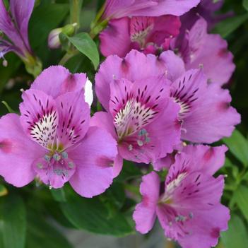 Alstroemeria Inticancha® 'Indigo'
