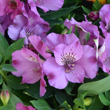 Alstroemeria Inticancha® 'Classic'