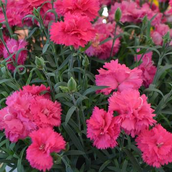 Dianthus Sunflor® 'Abby®'