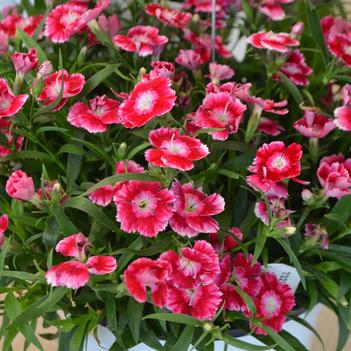 Dianthus 'Olivia Wild'