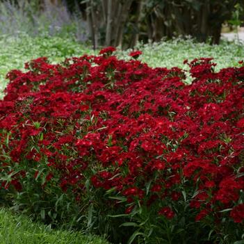 Dianthus Rockin'™ 'Red'
