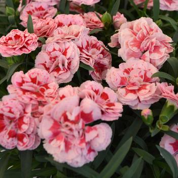 Dianthus Sunflor® 'Megan'