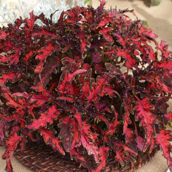 Coleus Under The Sea® 'Pink Reef'