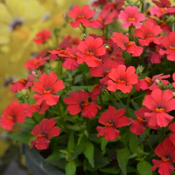 Nemesia Babycakes™ 'Little Cherry'