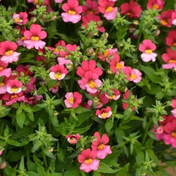 Nemesia Nessie Plus™ 'Berry Delight'