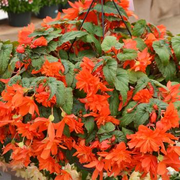Begonia Belleconia™