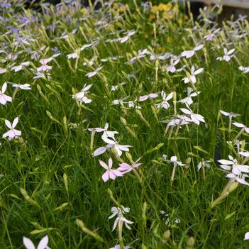 Laurentia 'Avant-garde White'