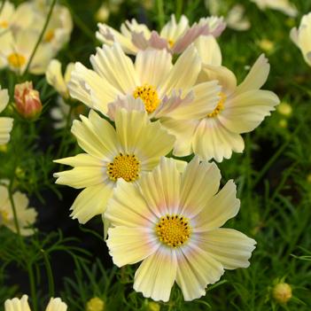 Cosmos bipinnatus 'Lemonade'
