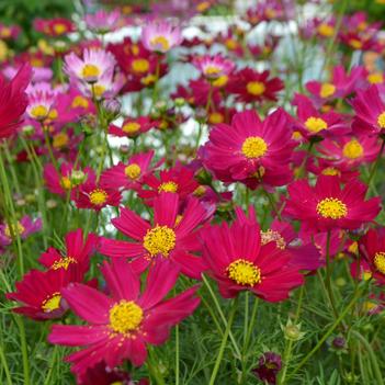 Cosmos bipinnatus 'Hot Pink'