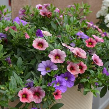 Calibrachoa Kimono™ 'Ready to Wear™ Kyoto'