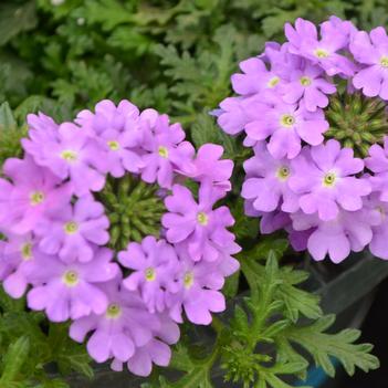 Verbena Vepita® 'Lavender'