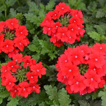 Verbena Vepita® 'Fire Red'