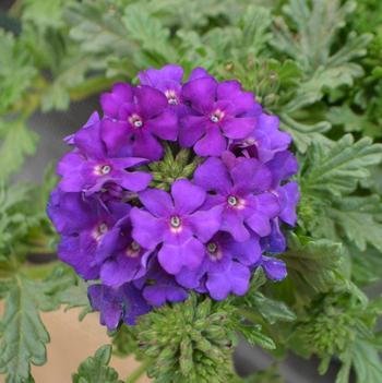 Verbena Vepita® 'Blue Violet'