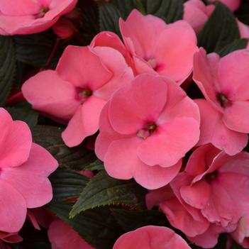 Impatiens hawkerii Paradise 'Light Rose'