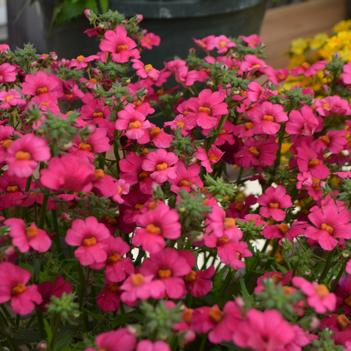 Nemesia Nessie Plus™ 'Raspberry'