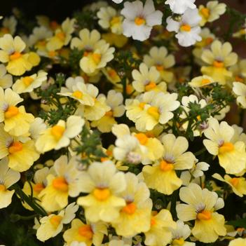 Nemesia Nessie Plus™ 'Cream'