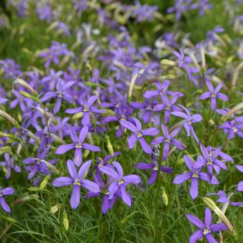 Laurentia 'Avant-garde Violet'