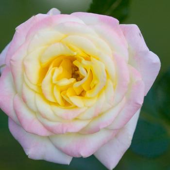 Rosa Easy Elegance®