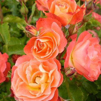 Rosa Easy Elegance® 'Coral Cove'