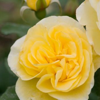 Rosa Easy Elegance®