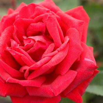 Rosa Easy Elegance®