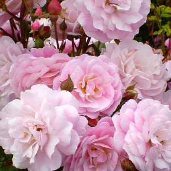 Rosa Easy Elegance®