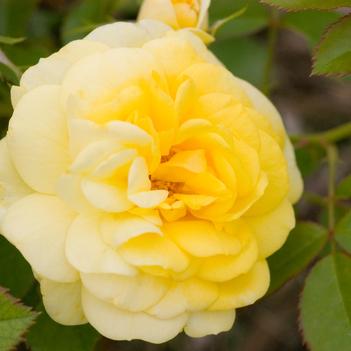 Rosa Easy Elegance®