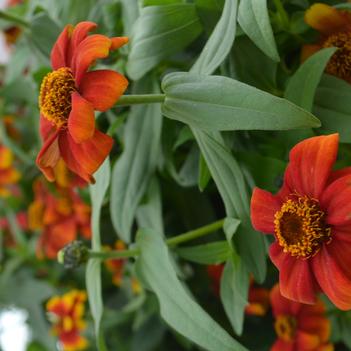 Zinnia Zany™ 'Scarlet'