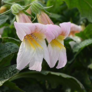 Rehmannia 'Tiger's Tongue'