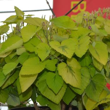 Pelargonium cordifolium 'Caroline's Citrine'