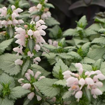 Lamium maculatum 'Hanky Panky'