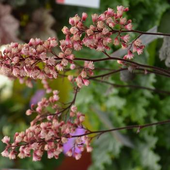 Heuchera Baby Bells™ 'Dark Desire'