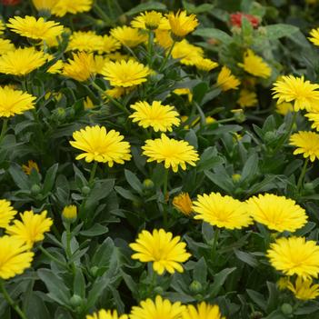 Calendula 'Sunshine & Light™ Yellow'