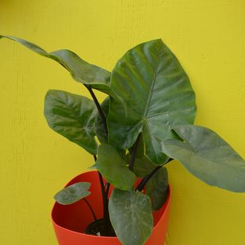 Alocasia 'Dark Star'