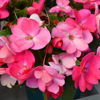 Impatiens hawkerii Sun Harmony® 'Vivid Pink'