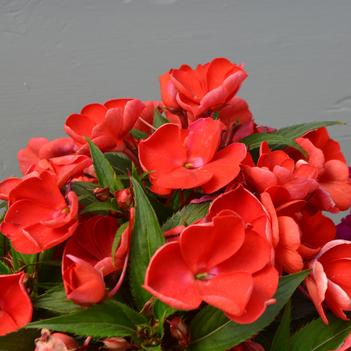 Impatiens hawkerii Sun Harmony® 'Scarlet'