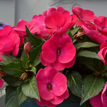 Impatiens hawkerii Sun Harmony® 'Purple'