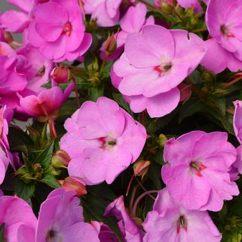 Impatiens hawkerii Sun Harmony® 'Pink'