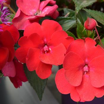 Impatiens hawkerii Sun Harmony® 'Magenta'