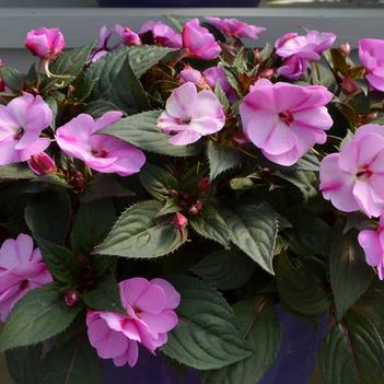 Impatiens hawkerii Sun Harmony® 'Blushing Orchid'