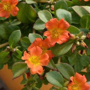 Portulaca oleracea Pazazz Nano™ 'Orange'