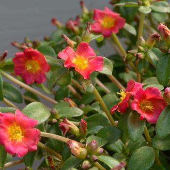 Portulaca oleracea Pazazz Nano™ 'Fuchsia'