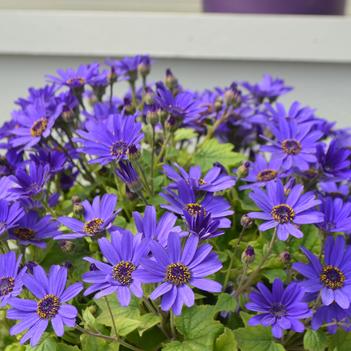 Pericallis Primavera™ 'Navy Blue'