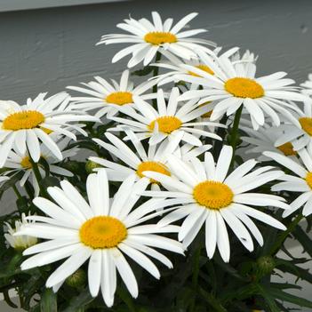 Leucanthemum x superbum 'Lucille White'