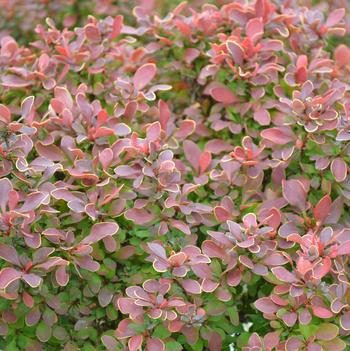 Berberis thunbergii 'Golden Ruby®'