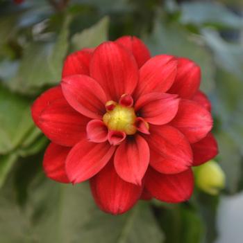 Dahlia LaBella® 'Medio Burgundy'