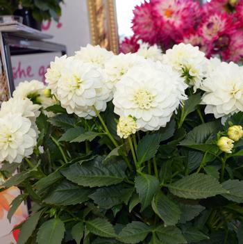 Dahlia LaBella® 'Maggiore White'